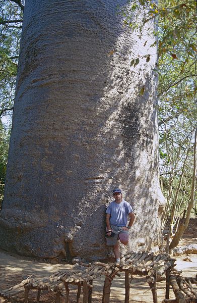 File:Jean NICOLAS et le " Baobab Sacré " (Adansonia grandidieri) (9579997182).jpg