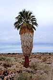 پارک ملی Joshua Tree - Washingtonia filifera - 1.jpg