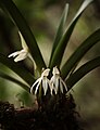 Jumellea triquetra flower