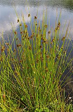 Vignette pour Juncus effusus