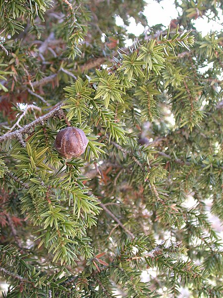 Αρχείο:Juniperus drupacea 1.JPG