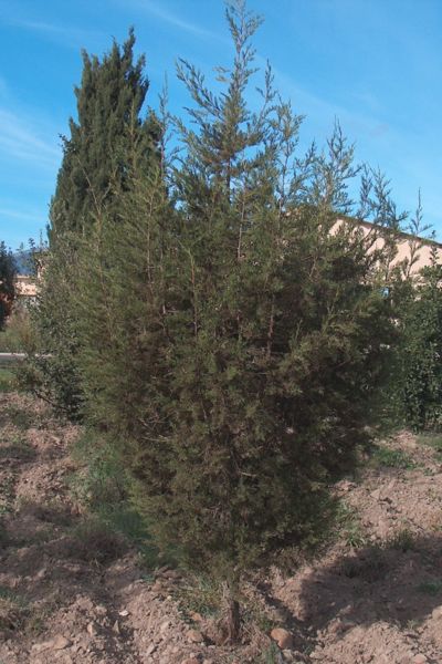 File:Juniperus phoenicea g1.jpg