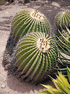 <i>Echinocactus platyacanthus</i> Species of cactus