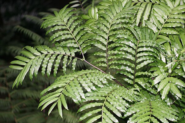 The Kaipara is named after the eating quality (kai) of the king fern (para)