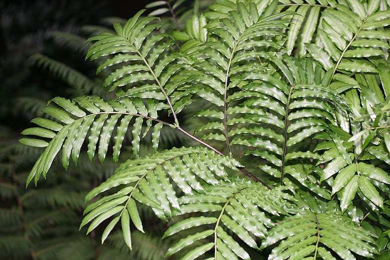 File:KingFernFrond.jpg