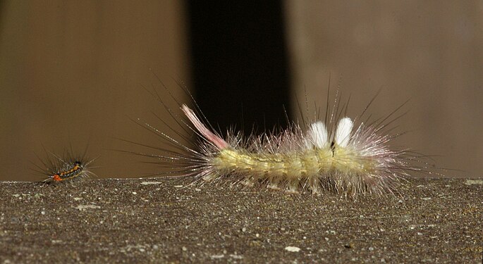 Small caterpillar next to large Calliteara pudibunda caterpillar in the forest of Western Pomerania, Germany