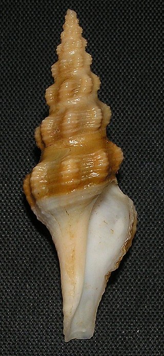 <i>Knefastia walkeri</i> Species of gastropod