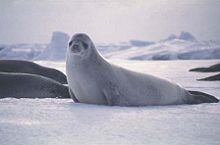 Crabeater seal Krabbenfresser.jpg