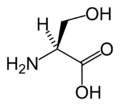 L-Serine (Ser / S)