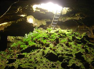 <span class="mw-page-title-main">Fern Cave Archeological Site</span> United States historic place