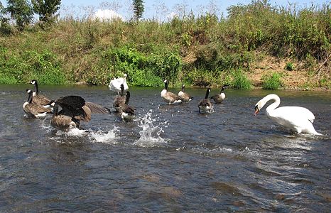 swan chasing geese