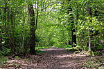 Lammer wood 3.JPG