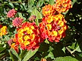 Lantana camara Cinco negritos Bandera española