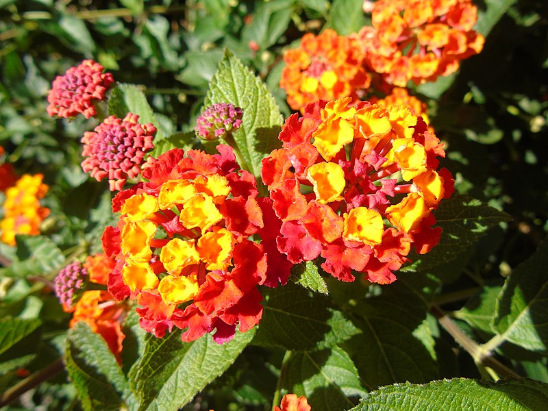 File:Lantana camara.003 - Campañó.jpg