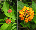 Thumbnail for Lantana urticoides