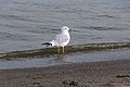 * Nomination Larus delawarensis In the Water on the Beach -- Sixflashphoto 02:29, 7 October 2017 (UTC) * Promotion Amazing bird. I am looking 'em in the eye. Good quality. -- Johann Jaritz 03:07, 7 October 2017 (UTC)