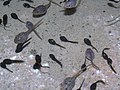 Gewone pad (zwart en klein) en de bruine kikker (grijs en groot)