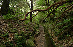 Antigos camiños e pasos entre aldeas e outros lugares da Illa de Madeira rodeados de bosque prehistórico