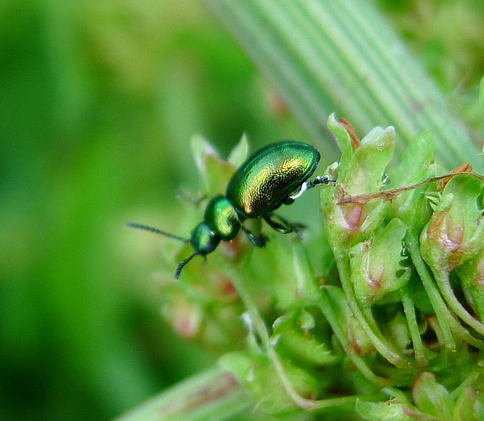 File:Leaf Beetle. Gastrophysa viridula^ Chrysomelidae - Flickr - gailhampshire (1).jpg