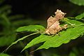 Leaf mimicking katydid (14636324337).jpg