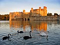 Trois cygnes noirs et un cygne tuberculé dans les douves du château de Leeds