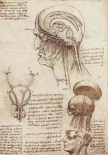 File:Leonardo Da Vinci's Brain Physiology.jpg