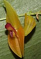 Lepanthes menatoi