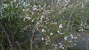 Thumbnail for File:Leptospermum squarrosum (7486559922).jpg