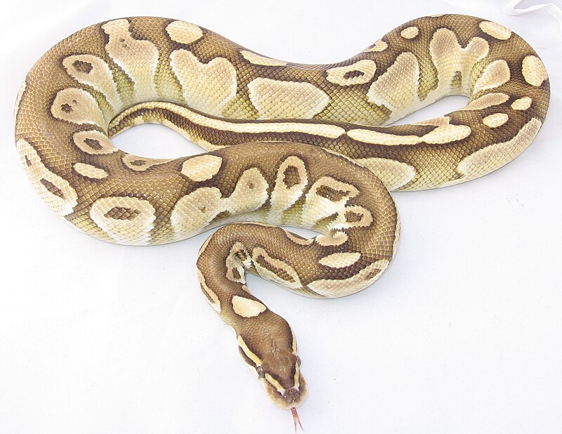 Файл:Lesser PlatinumBack Ball Python jpg Википедия. 