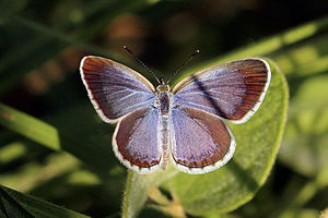 Lesser grass blue (Zizina otis lampa) male I.jpg