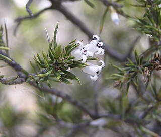 <i>Styphelia mitchellii</i> Species of flowering plant