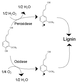 <span class="mw-page-title-main">Oxidative enzyme</span>