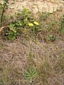 ist das Herbst-Löwenzahn wie vom Fotografen eingeordnet oder eher Gewöhnliches Ferkelkraut (Hypochaeris radicata)?