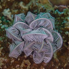 File:Lirio de mar, Anilao, Filipinas, 2023-08-22, DD 238.jpg (Category:Unidentified Comatulida)