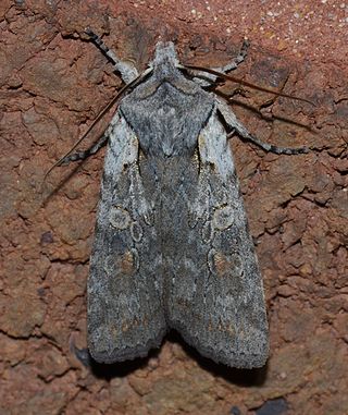 <i>Lithophane antennata</i> Species of moth