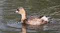 Tachybaptus rufolavatus ruficollis, eclipse plumage