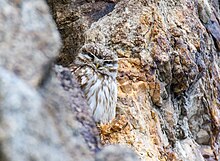 Little owl on a cliff in Pakistan Little Owl (Athene noctua) (45679271535).jpg