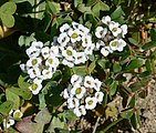 Lobularia maritima (Brassicaceae) sweet alyssum