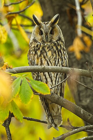 <span class="mw-page-title-main">Long-eared owl</span> Species of owl