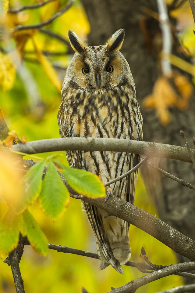 Tree formations resembling wise owls