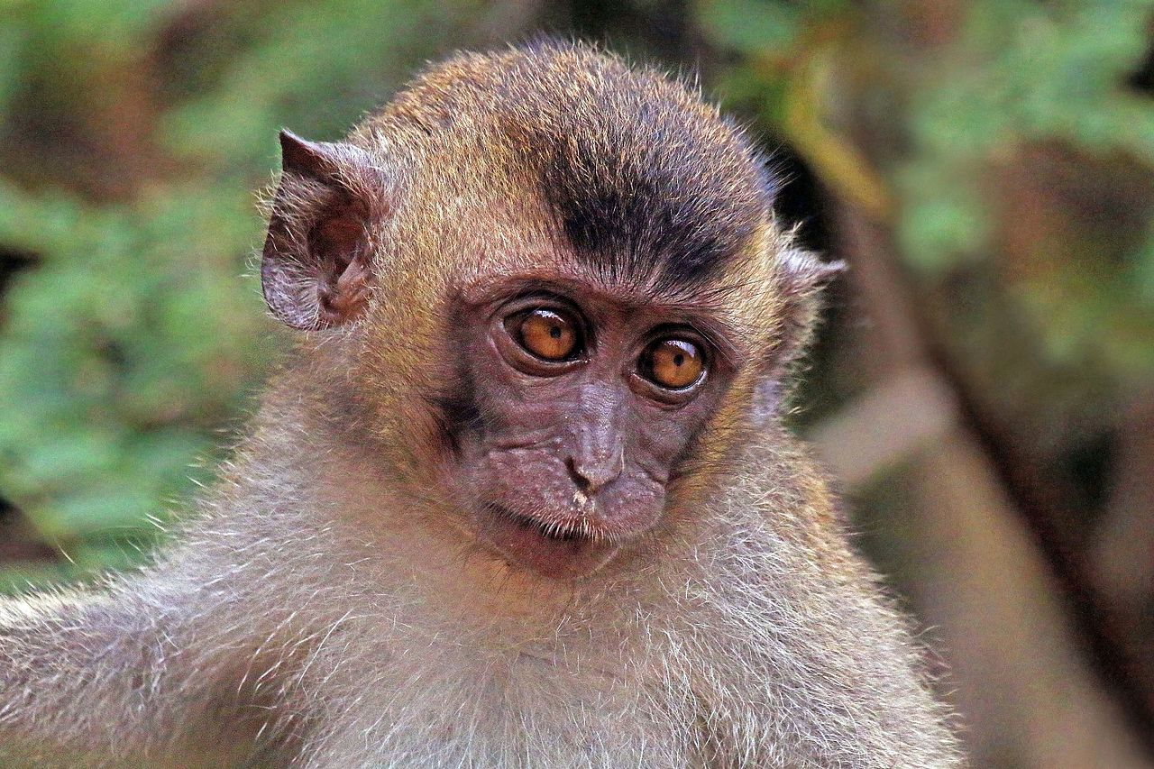 Crab-eating macaque - Wikipedia