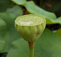 Lotus Nelumbo nucifera Seed Head Water 1800px.jpg