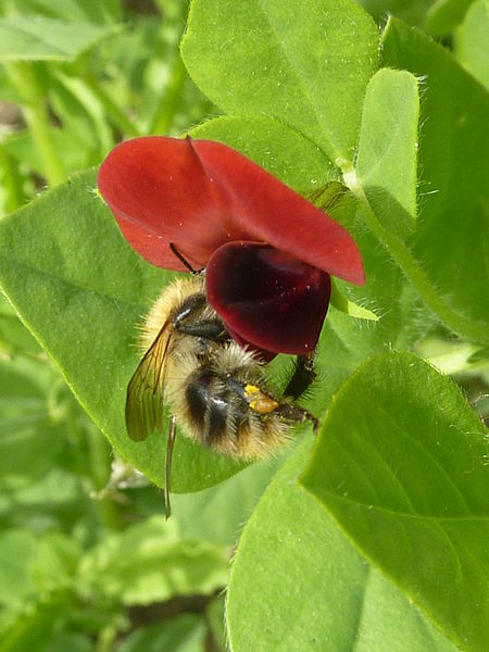 File:Lotus tetragonolobus (Leguminosae) flower and bee.JPG