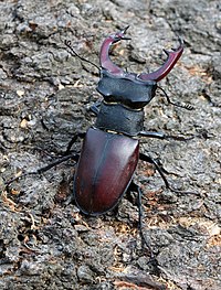 Lucanus cervus