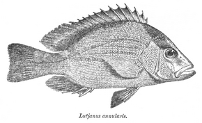 A Lutjanus erythropterus Day.png kép leírása.