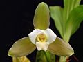 Lycaste macrophylla