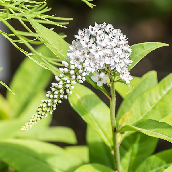 File:Lysimachia clethroides in Jardin des 5 sens (1).jpg