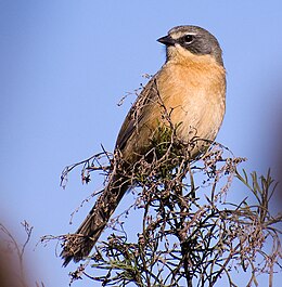 Ilgauodegė nendrinė starta (Donacospiza albifrons)