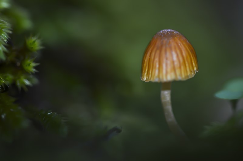 File:Macro champignon minuscule (30197697603).jpg