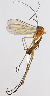 <i>Macrocera parva</i> Species of fly